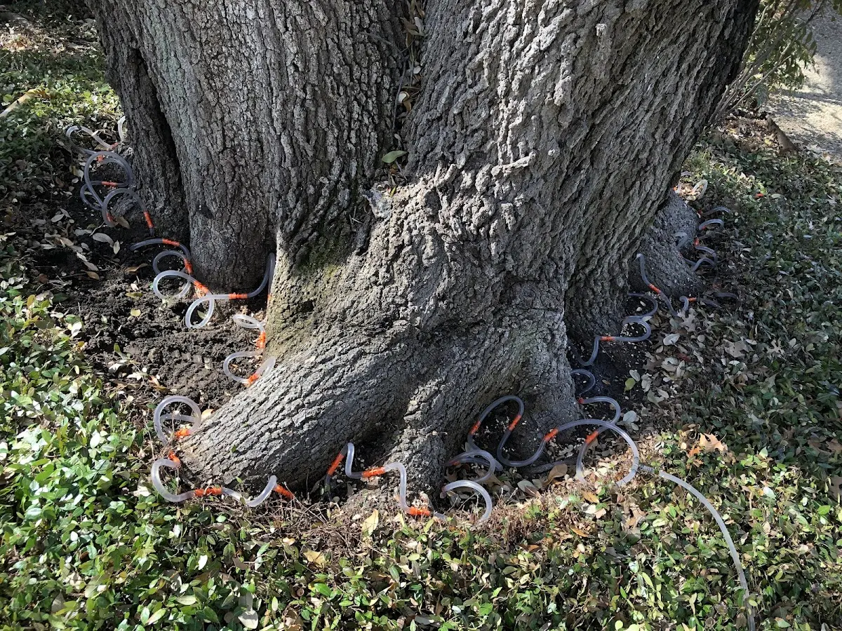 Detailed Tree Cabling and Bracing job site in Idyllwild