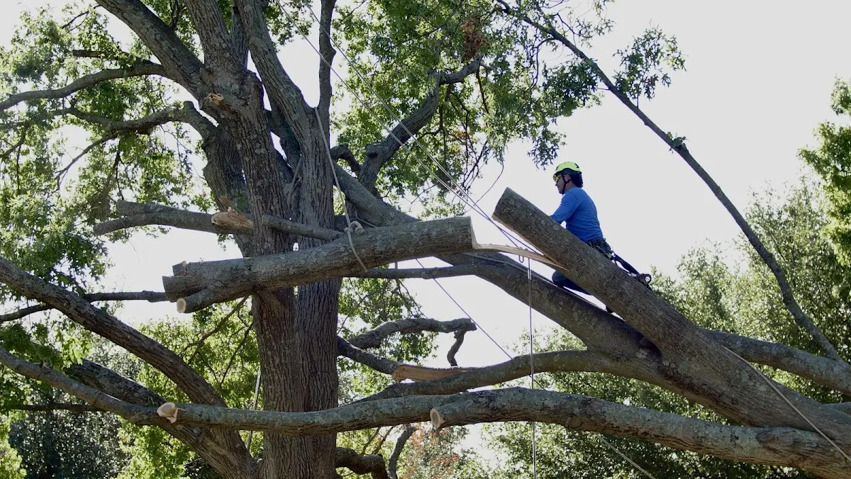 Professional Crown Thinning performed by certified arborists in Idyllwild